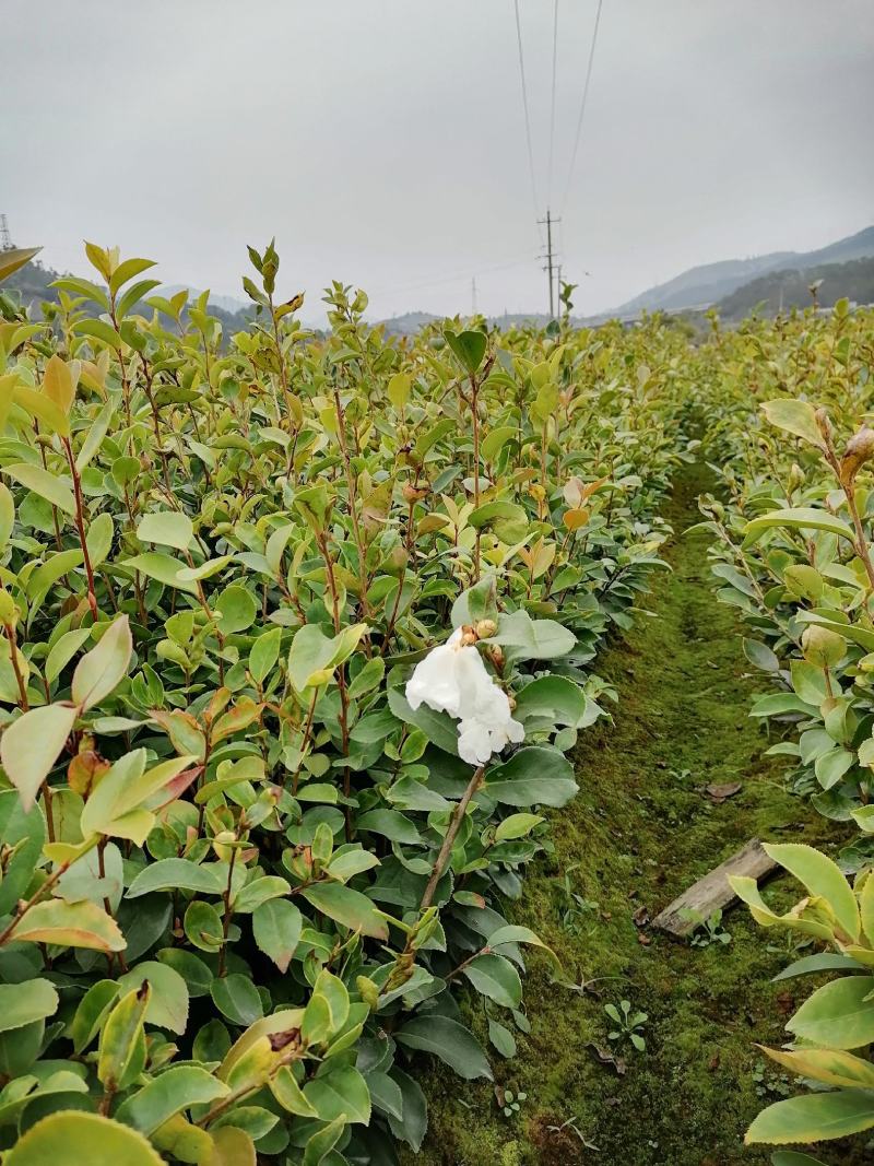 田林县油茶苗木大量供应