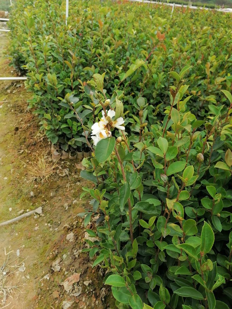 田林县油茶苗木大量供应