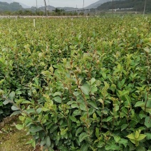 田林县油茶苗木大量供应