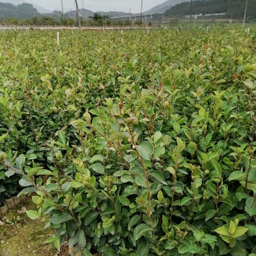 田林县油茶苗木大量供应