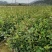田林县油茶苗木大量供应