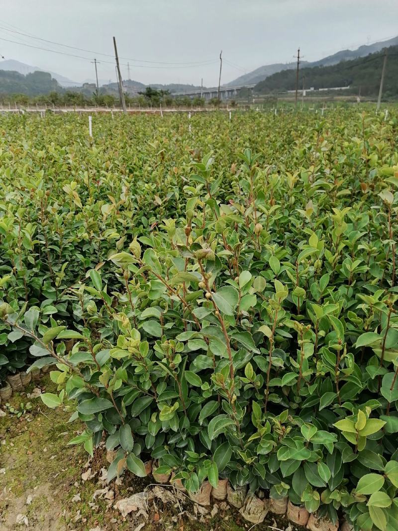 田林县油茶苗木大量供应