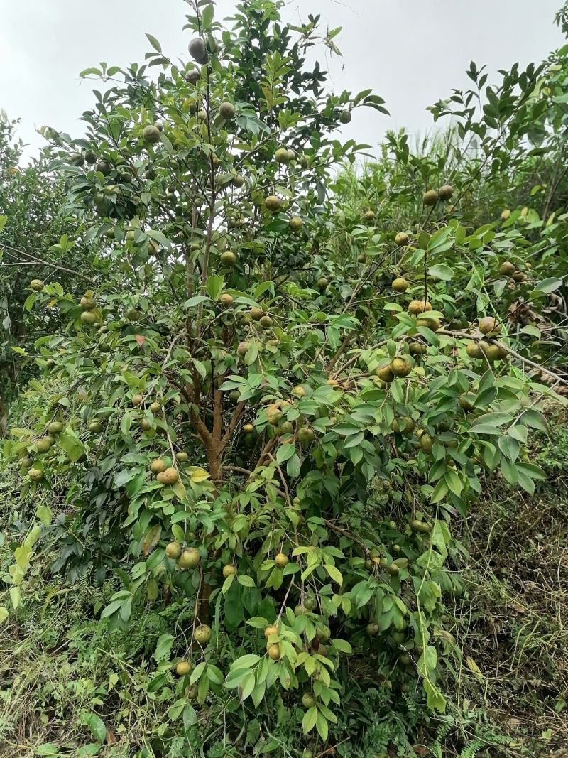 田林县油茶苗木大量供应