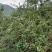 田林县油茶苗木大量供应