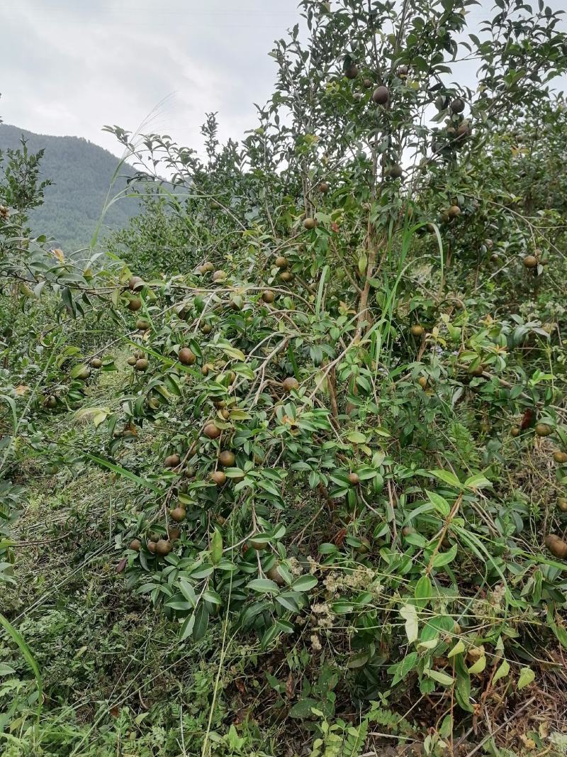 田林县油茶苗木大量供应
