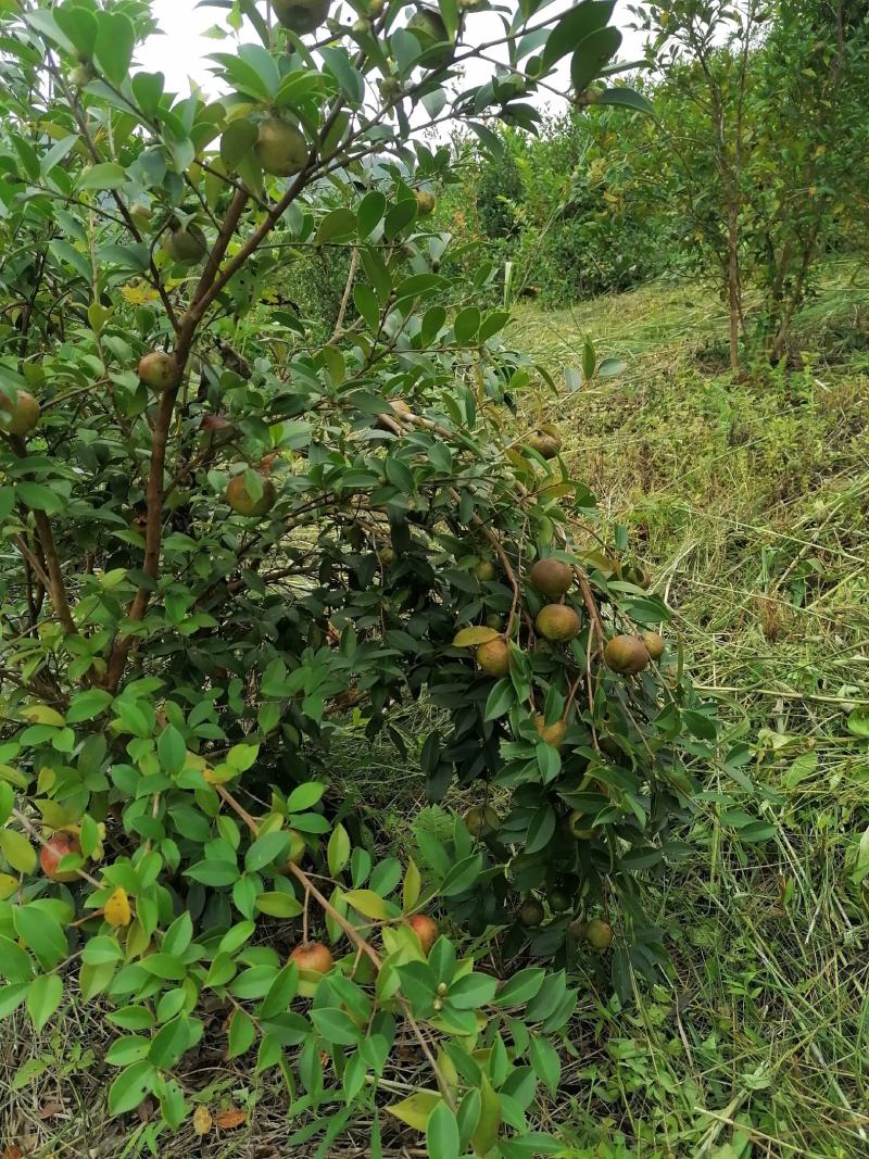 田林县油茶苗木大量供应