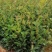 田林县油茶苗木大量供应