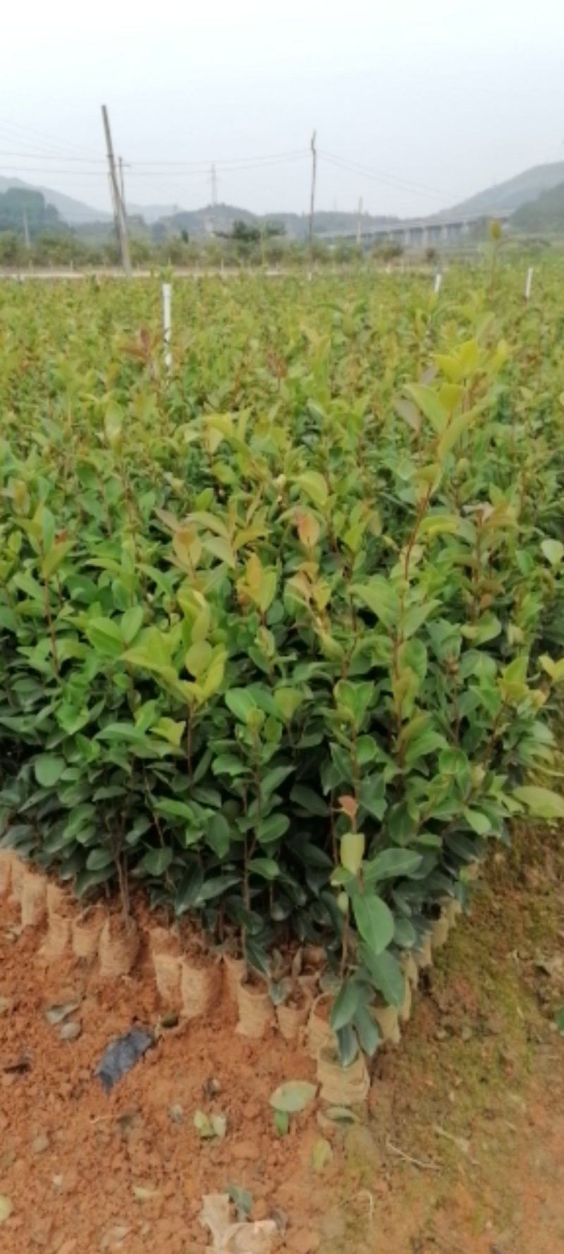 田林县油茶苗木大量供应