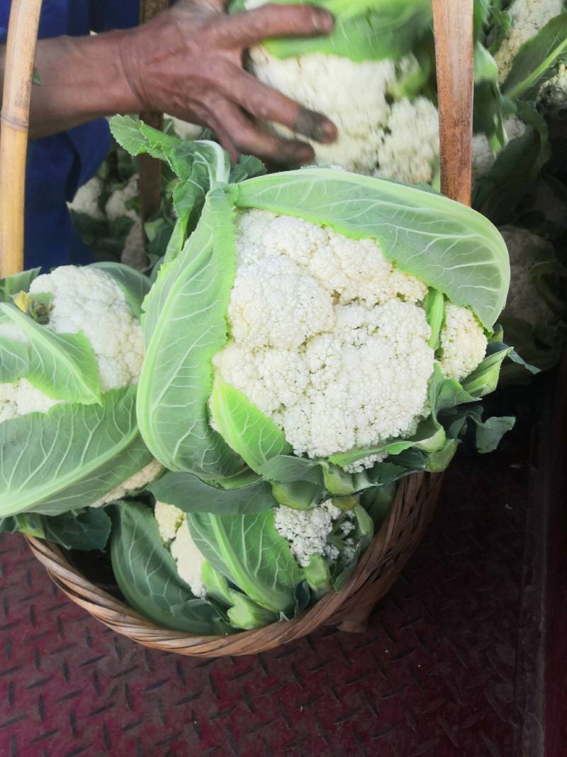 青杆小米粒撒花，有机松花苗，100天，90天，65天