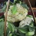 青杆小米粒撒花，有机松花苗，100天，90天，65天