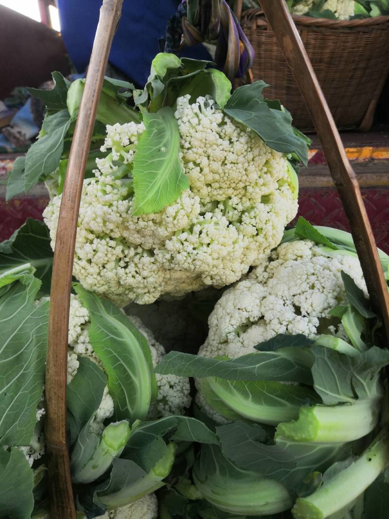 青杆小米粒撒花，有机松花苗，100天，90天，65天