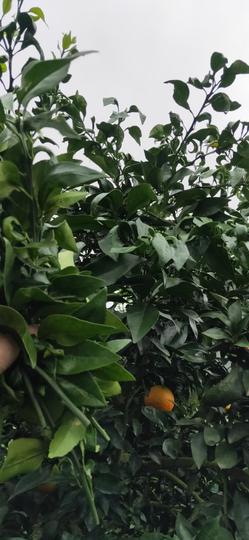 爱媛38枝条(红美人)枝条一手货源产地直销
