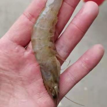 对虾，国产对虾，物流方便，全国发货，需要的联系
