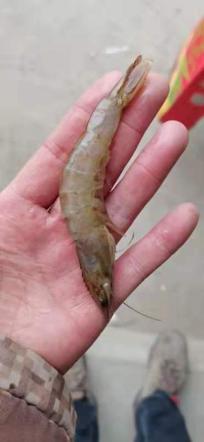 对虾，国产对虾，物流方便，全国发货，需要的联系