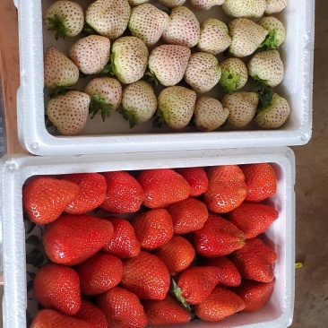 香野草莓大量上市，货源充足，果型端正口感好