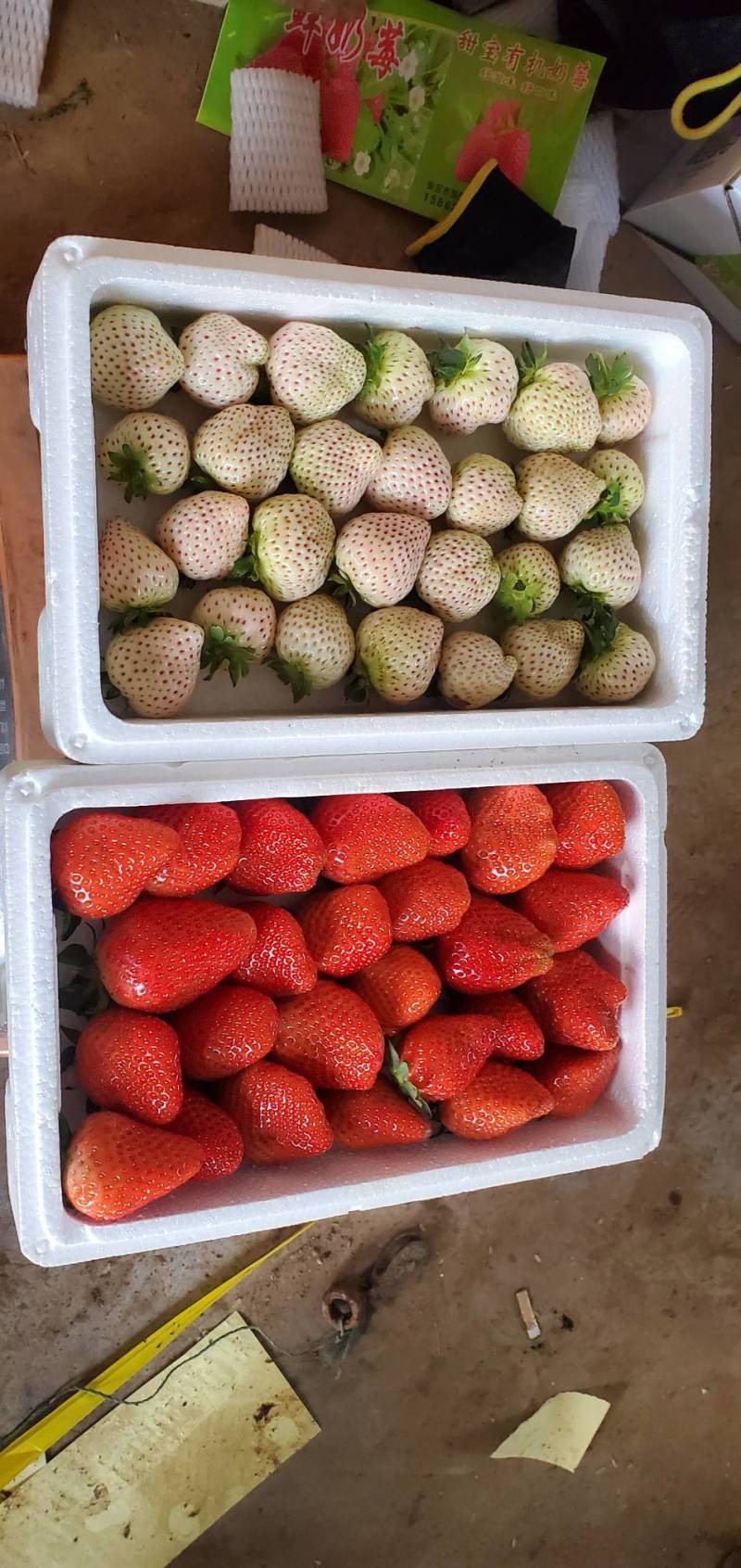 香野草莓大量上市，货源充足，果型端正口感好
