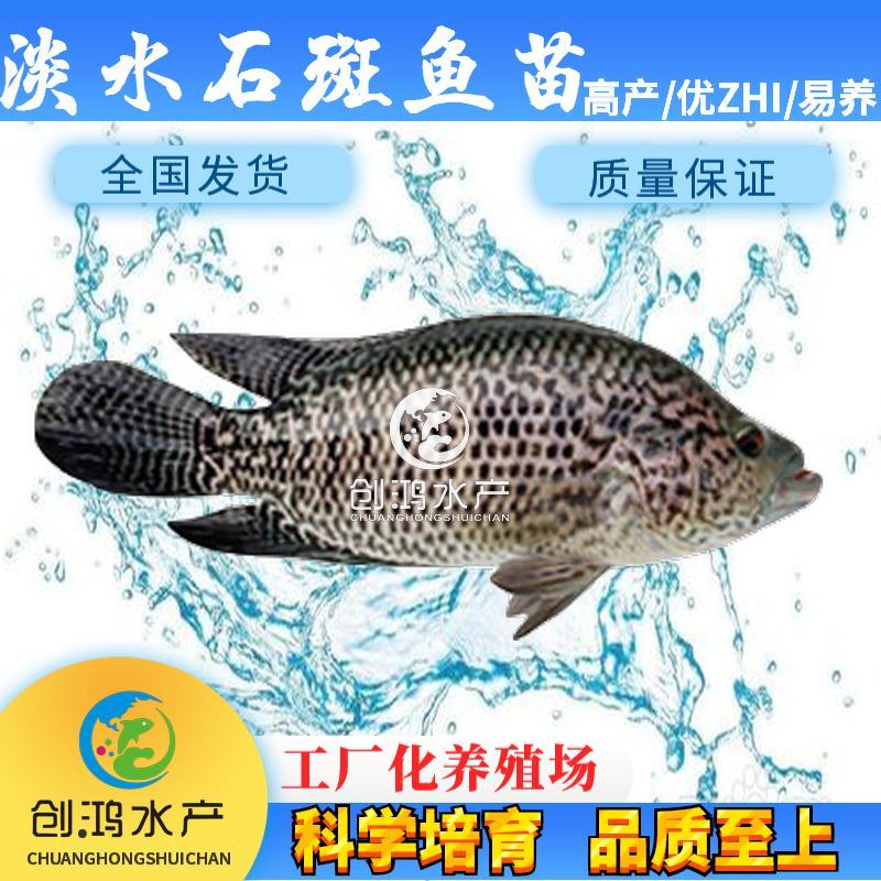 【淡水养殖】淡水珍珠石斑鱼苗龙胆石斑鱼苗花斑鱼苗