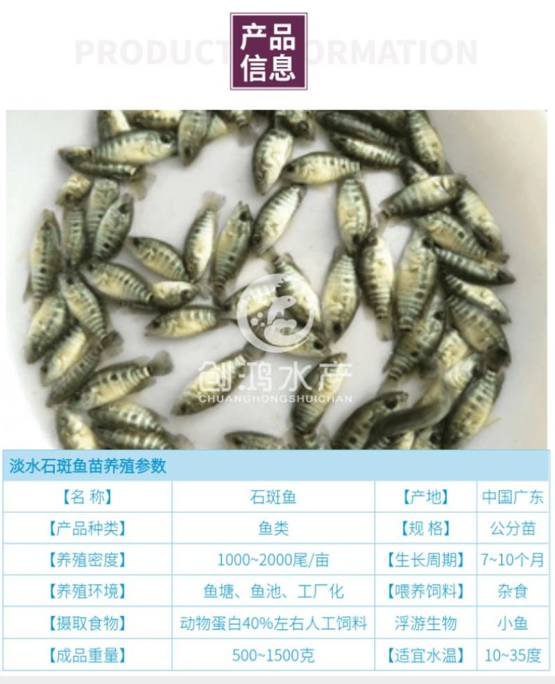 【淡水养殖】淡水珍珠石斑鱼苗龙胆石斑鱼苗花斑鱼苗