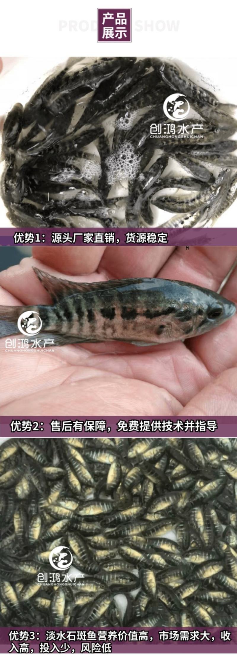 【淡水养殖】淡水珍珠石斑鱼苗龙胆石斑鱼苗花斑鱼苗