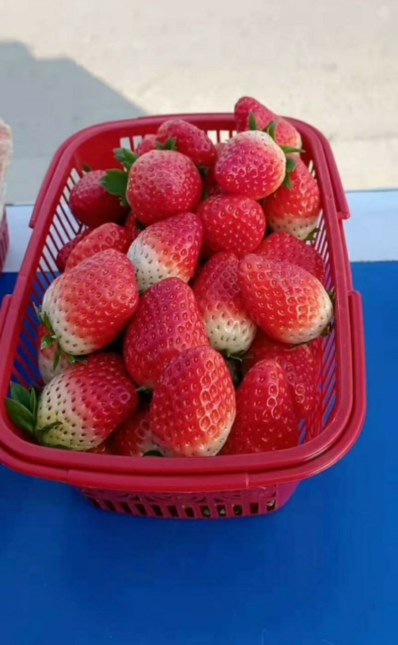 鲜草莓，奶油草莓，精品草莓