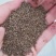 优质野生沙蒿籽沙蒿子沙蒿种子固沙牧草种植食用生态水保植物