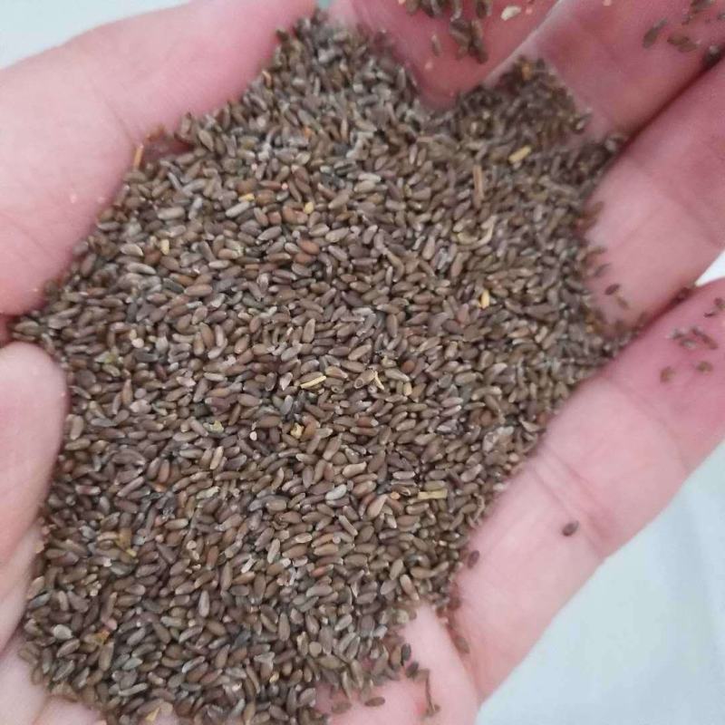 优质野生沙蒿籽沙蒿子沙蒿种子固沙牧草种植食用生态水保植物
