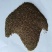 优质野生沙蒿籽沙蒿子沙蒿种子固沙牧草种植食用生态水保植物