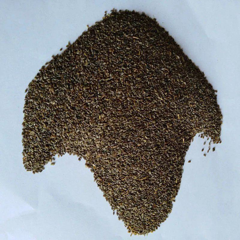 优质野生沙蒿籽沙蒿子沙蒿种子固沙牧草种植食用生态水保植物