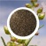 优质野生沙蒿籽沙蒿子沙蒿种子固沙牧草种植食用生态水保植物