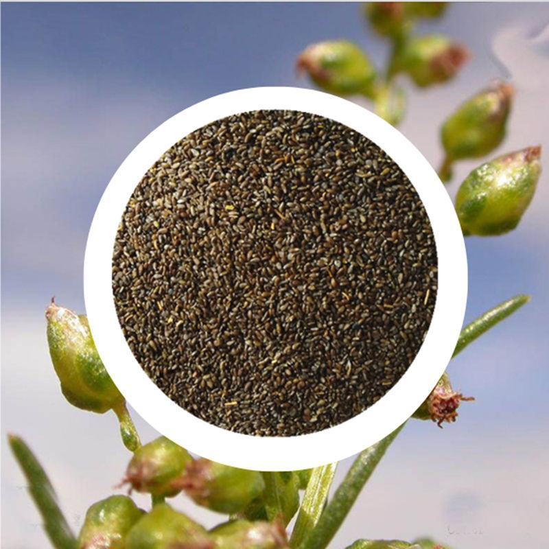 优质野生沙蒿籽沙蒿子沙蒿种子固沙牧草种植食用生态水保植物