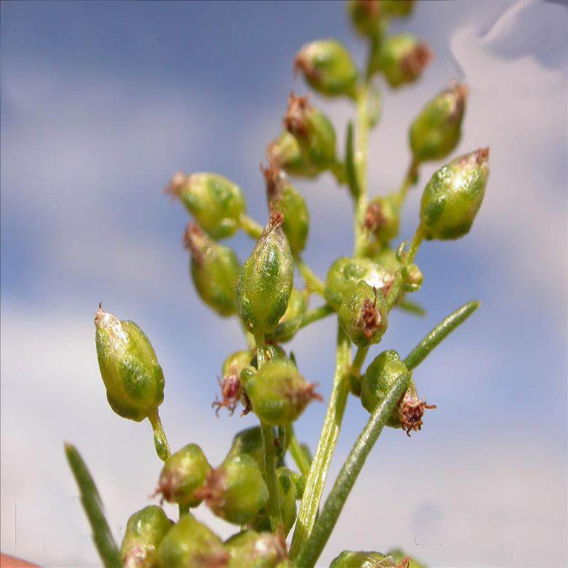 优质野生沙蒿籽沙蒿子沙蒿种子固沙牧草种植食用生态水保植物