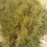 优质野生沙蒿籽沙蒿子沙蒿种子固沙牧草种植食用生态水保植物