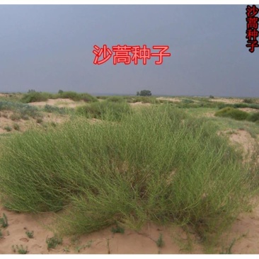 优质野生沙蒿籽沙蒿子沙蒿种子固沙牧草种植食用生态水保植物