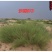 优质野生沙蒿籽沙蒿子沙蒿种子固沙牧草种植食用生态水保植物