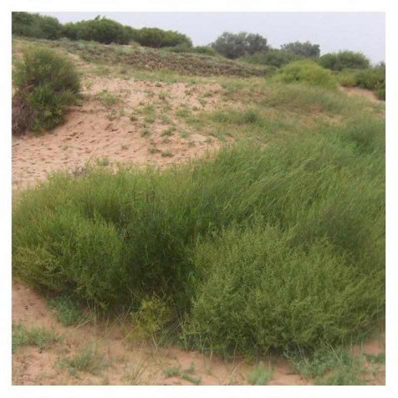 优质野生沙蒿籽沙蒿子沙蒿种子固沙牧草种植食用生态水保植物