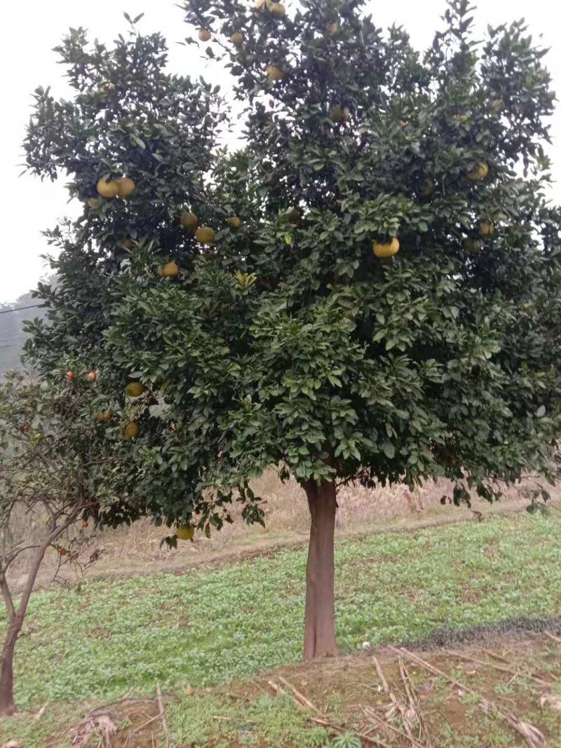 精品香橼，香泡，1～30公分