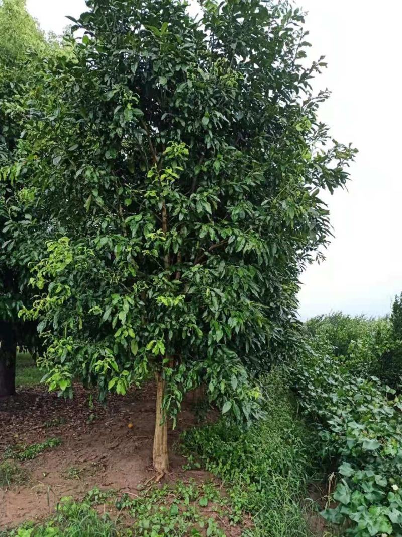 精品香橼，香泡，1～30公分