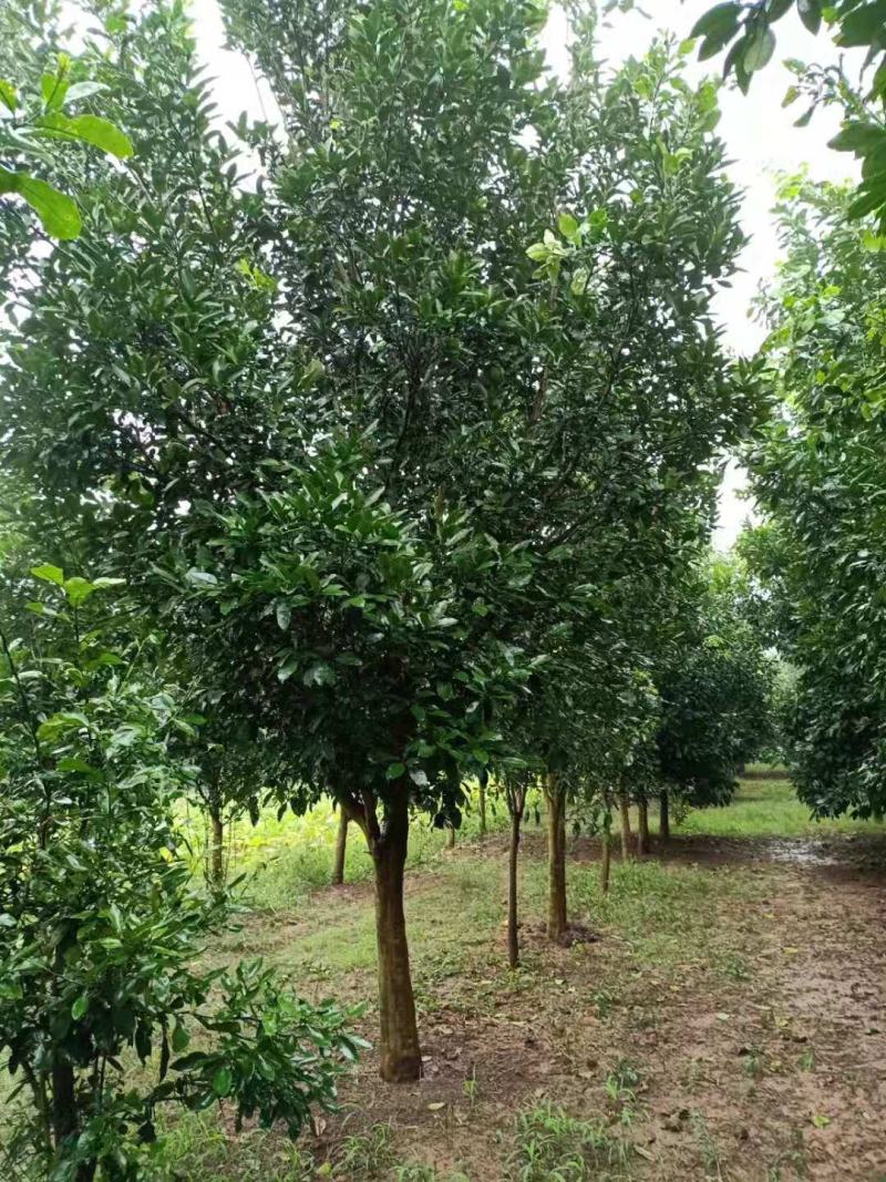 精品香橼，香泡，1～30公分