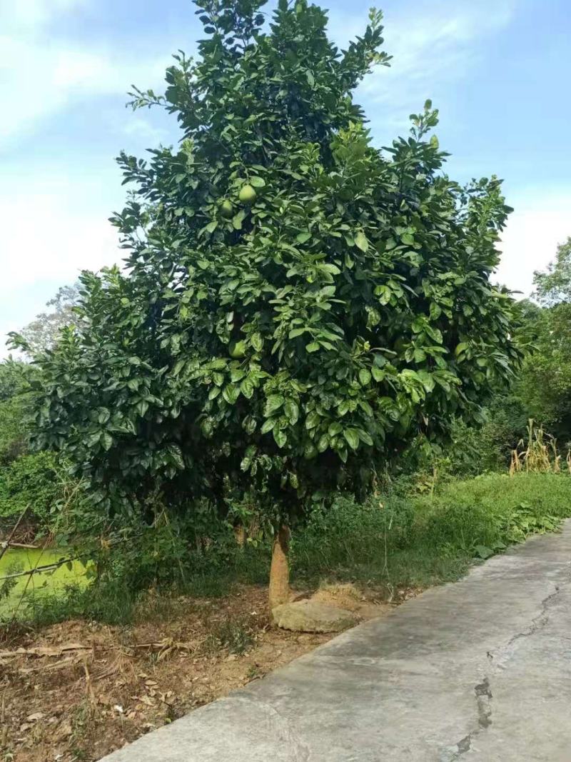 精品香橼，香泡，1～30公分