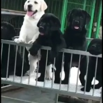 纯种拉布拉多幼犬导盲犬巡回猎犬家养神犬小七活体大骨架宠物