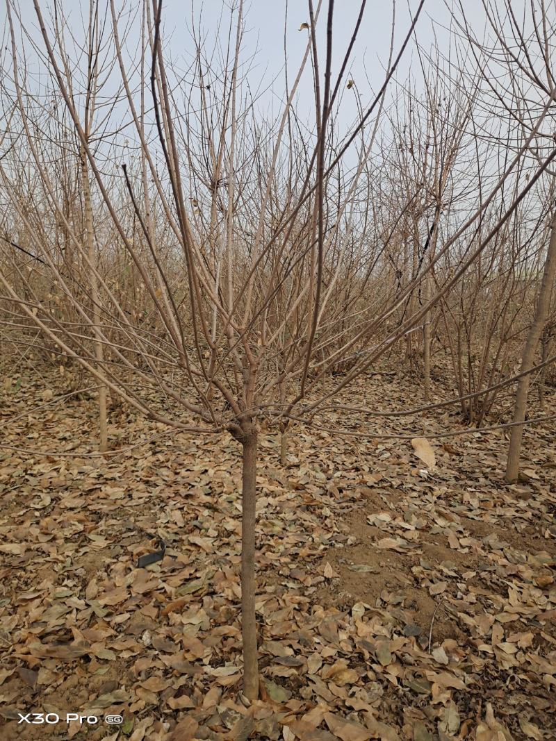 【优选】品种黄花腊梅夏腊梅原生嫁接都有货