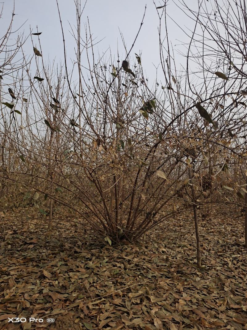 【优选】品种黄花腊梅夏腊梅原生嫁接都有货