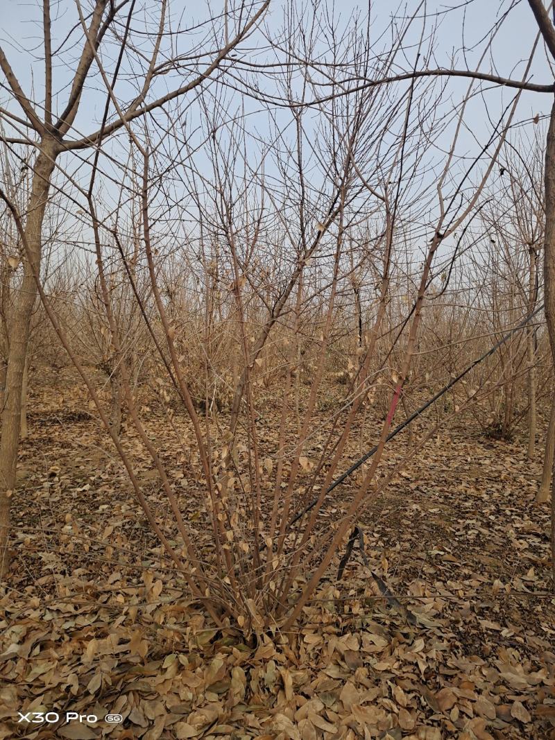 【优选】品种黄花腊梅夏腊梅原生嫁接都有货