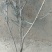 【有好货】大山里自然生长的迎春花，无人工培育纯野生产地直供