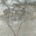 【有好货】大山里自然生长的迎春花，无人工培育纯野生产地直供