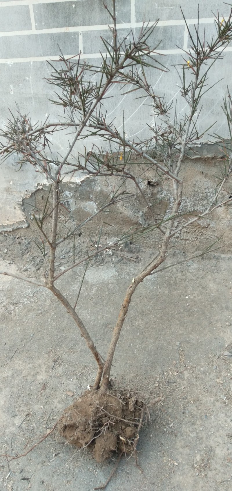 【有好货】大山里自然生长的迎春花，无人工培育纯野生产地直供