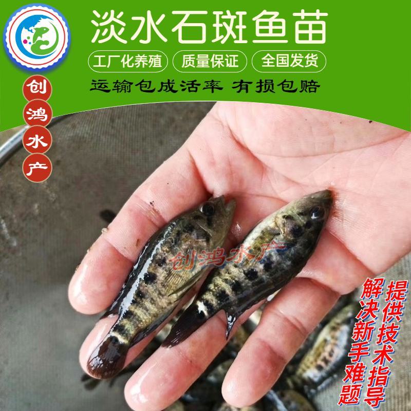 【优质精选】淡水石斑鱼苗老虎斑鱼苗东星斑鱼苗效益高
