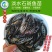 【优质精选】淡水石斑鱼苗老虎斑鱼苗东星斑鱼苗效益高