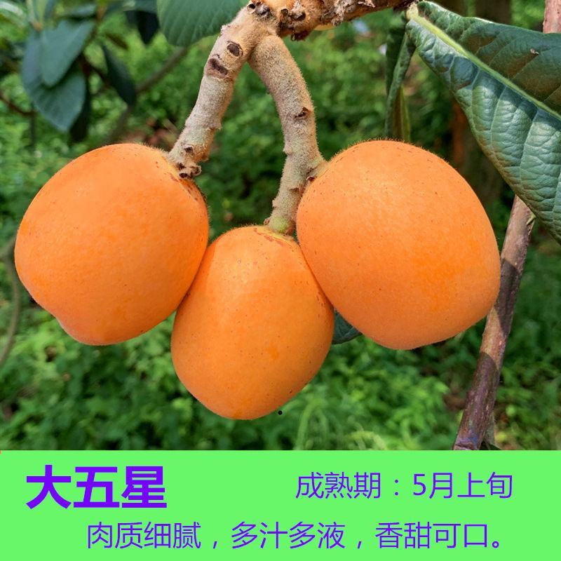 嫁接枇杷苗树无核特大南北方砂糖大五星枇杷苗包品种包成活