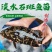 【优质精选】淡水石斑鱼苗老虎斑鱼苗东星斑鱼苗效益高